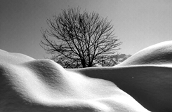 Neve fresca