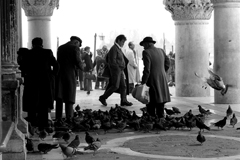 Piccioni a Venezia