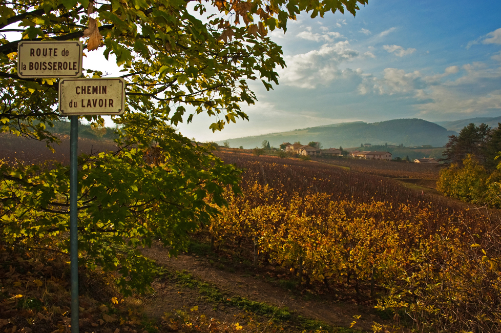 Borgogna