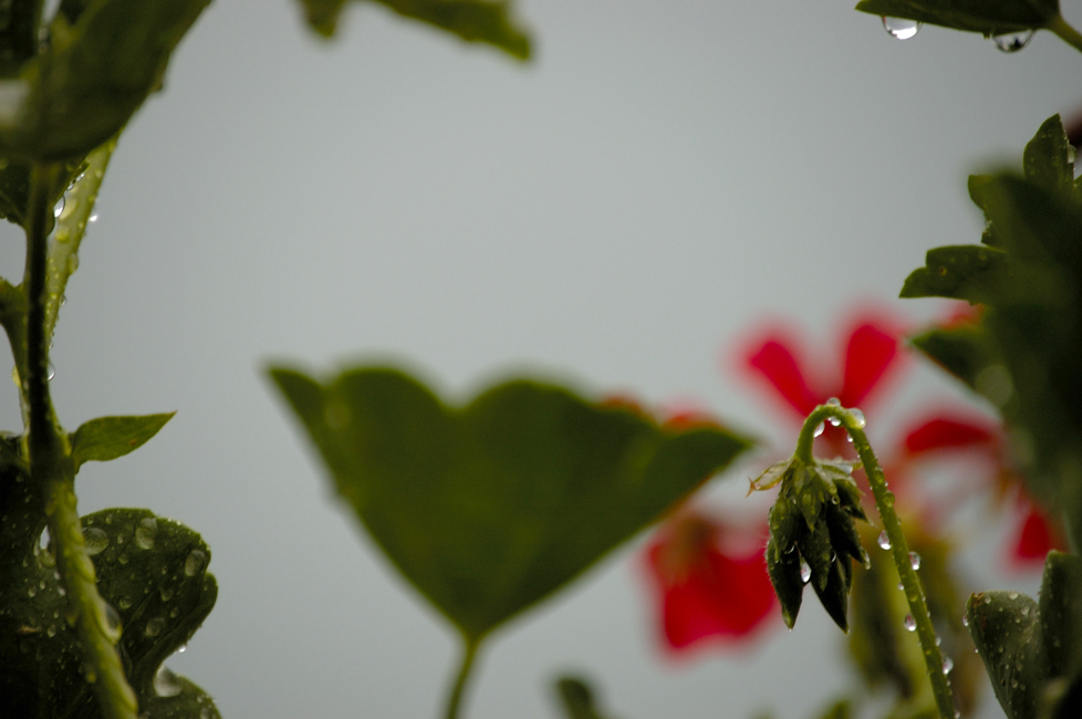 Solitudine