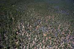 Foresta al Grand Canyon