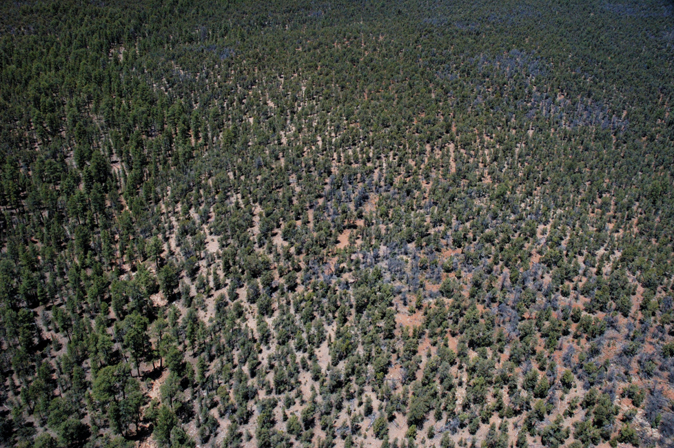 Foresta al Grand Canyon