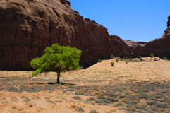 Macchia verde nella Monument Valley